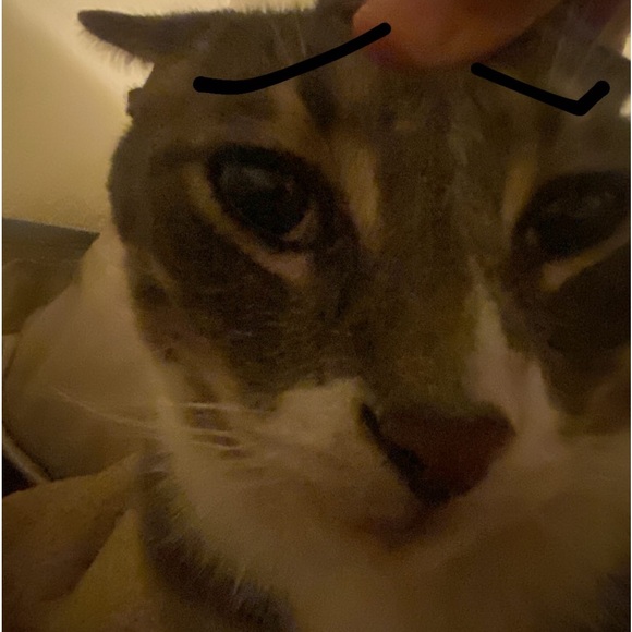 Meet your Posher, I - Picture 1 of 1